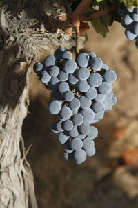 Close-up of grapes growing in vineyard