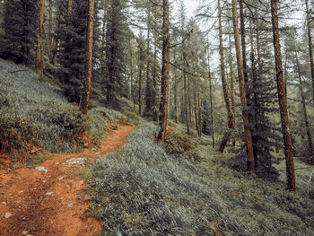 Pine trees in forest