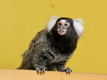 animal themes