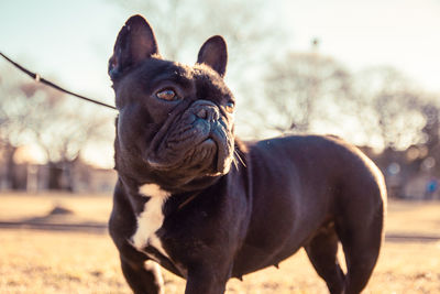 Close-up portrait of adorable french bulldog