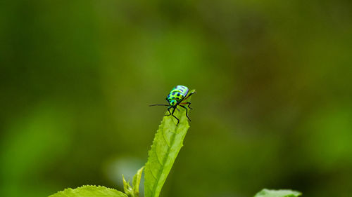 Close-up of insect on plant