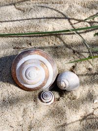 High angle view of snail