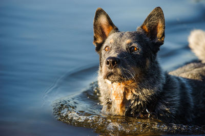 Close-up portrait of dog in water