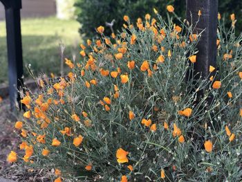 Close-up of orange flowering plants on field