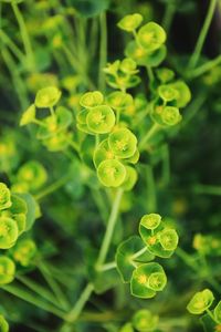 Close-up of green plant