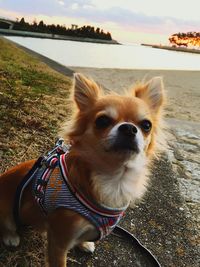 Close-up portrait of dog against sky