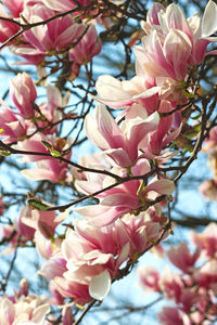 Close-up of pink cherry blossoms in spring