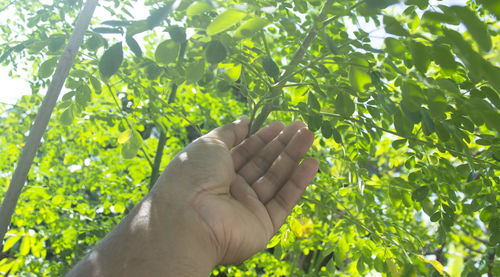 Cropped image of person holding plant against trees