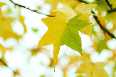 Close-up of yellow leaves