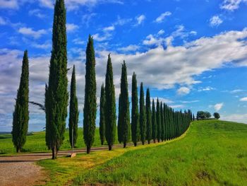 Panoramic shot of trees on field against sky