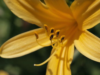 Close-up of yellow flower