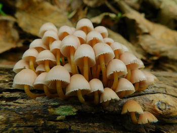 Close-up of mushrooms growing on field