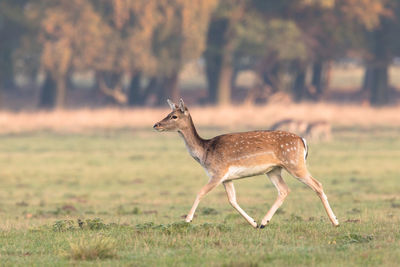 Side view of deer on field