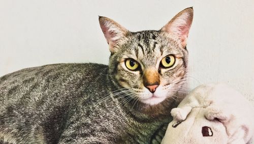 Portrait of cat