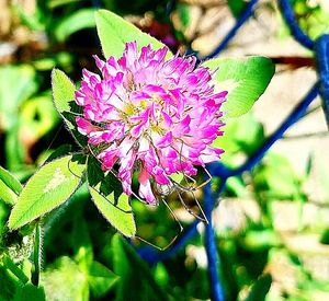 Close-up of pink flowers