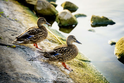 Ducks on rock