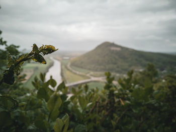 Plants growing on land against sky