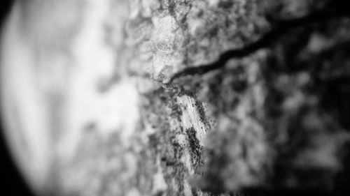 Close-up of rock on tree