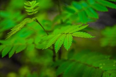 Close-up of fresh green leaves