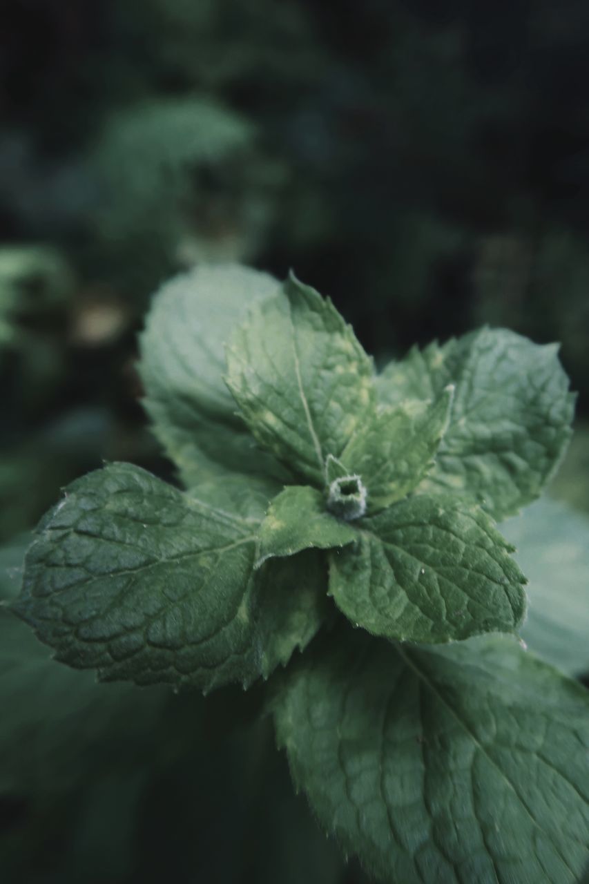 CLOSE-UP OF FRESH GREEN LEAVES WITH PLANT