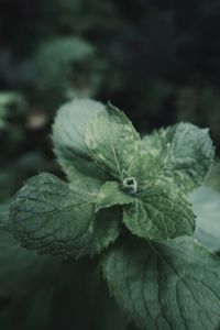 Close-up of fresh green leaves