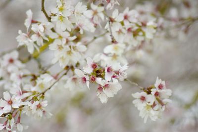 Close-up of apple blossoms in spring