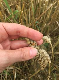 Close-up of cropped hand holding plant