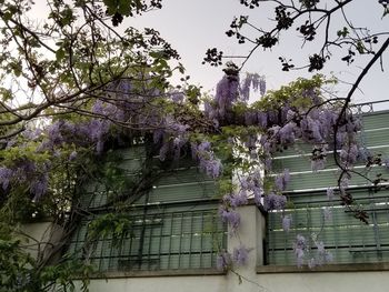 View of purple flowering plants against fence