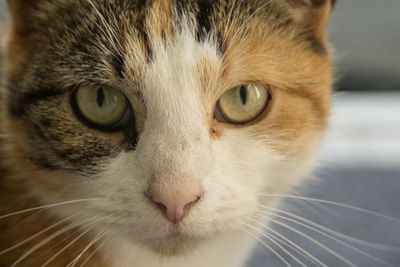 Close-up portrait of cat