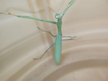 Close-up of insect