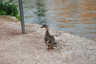 Duck on the banks of river mincio in borghetto sul mincio, valeggio sul mincio, verona.