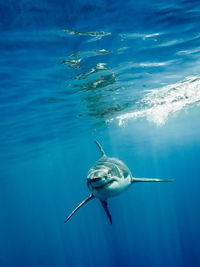 Close-up of shark swimming in sea