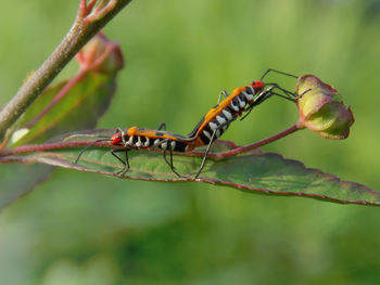 Close-up of insect on plant