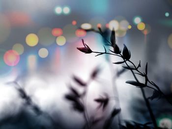 Close-up of flower against blurred background