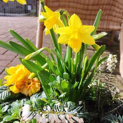 Close-up of yellow flower