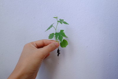 Close-up of hand holding small plant against wall