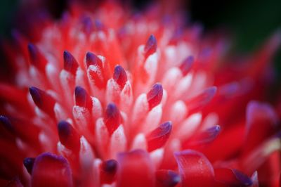 Macro shot of red flower