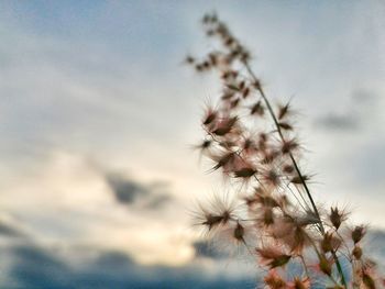 Close-up of plant against sky