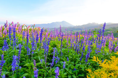 Purple flowering plants on field against sky