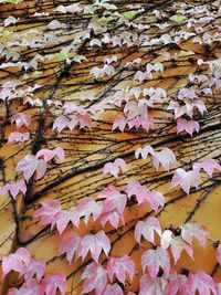 Full frame shot of dry leaves