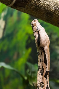 Close-up of lizard on branch