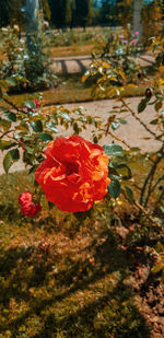 Close-up of red rose on plant