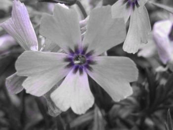 Close-up of purple flowers blooming outdoors