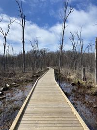 View of boardwalk along plants and trees against sky