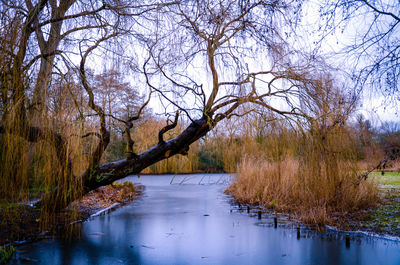 Scenic view of lake in forest