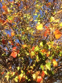 Low angle view of trees