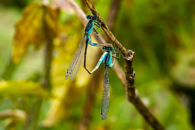 Close-up of insect on plant