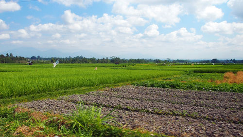 Scenic view of agricultural field against sky