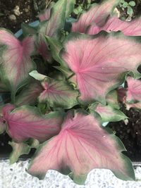 Close-up of pink flowering plant