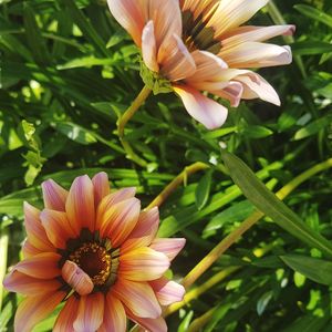 Close-up of pink flower